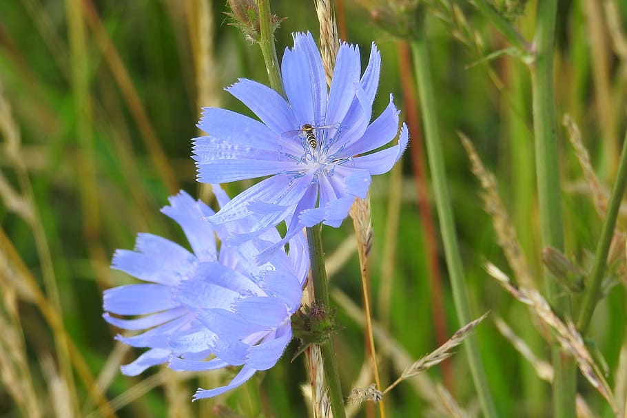 チコリ 青 花 夏 野生の花 開花植物 植物 脆弱性 自然の美しさ 鮮度 Pxfuel