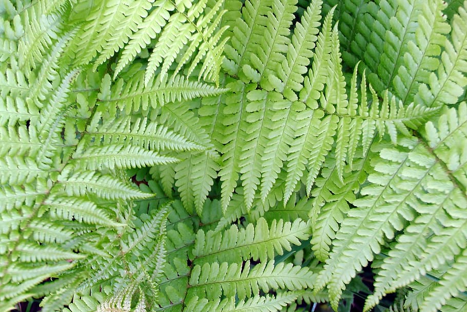 fern, leaflets, green, plant, structure, leaves, spring, green color, growth, full frame