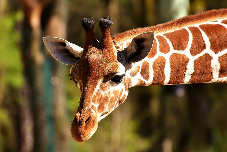 giraffe near trees, giraffe, wild animal, stains, long jibe, animals, africa, zoo, mammal, head