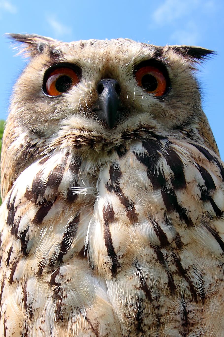 owl, bird, bird of prey, owls, eyes, beak, animal, right, bird's head peninsula, wisdom