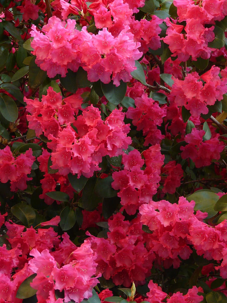 azalea, rhododendron, flowers, bloom, colorful, bright, plant, spring, beauty in nature, growth