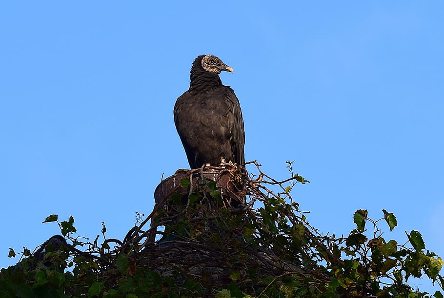 vulture, perching, silo, looking, bird, nature, wildlife, perched, scavenger, wild