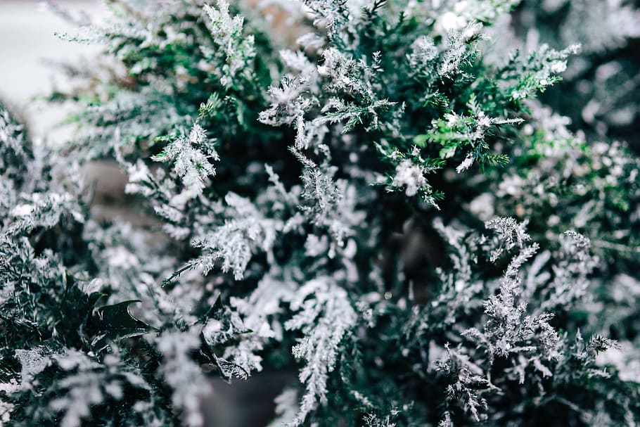 closeup, leaves, tree, pine, twig, branch, frost, winter, cold, snow