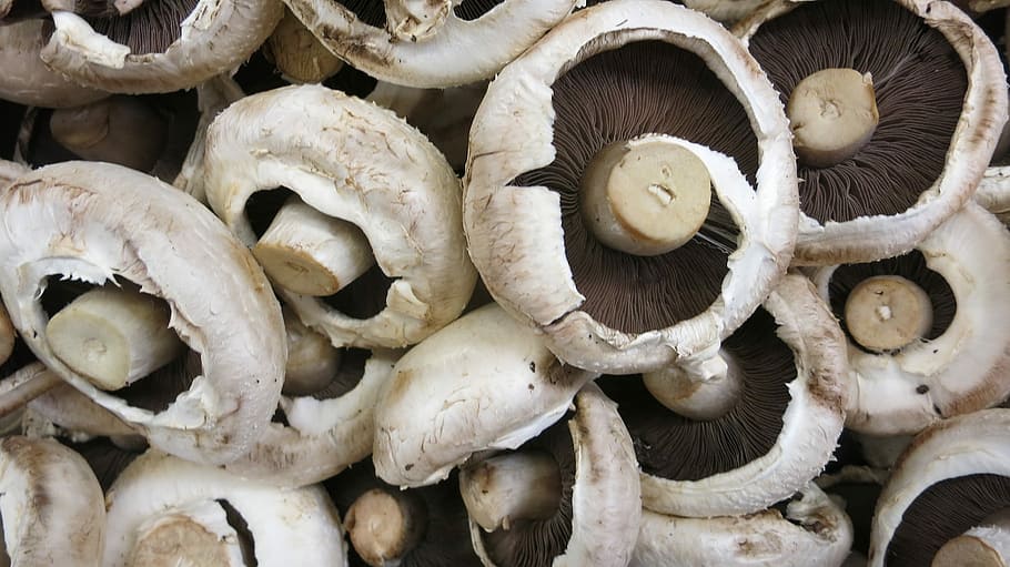 white-and-black mushroom lot, Mushrooms, Button, Fresh, Cooking, Food, cultivated, cuisine, edible, fungi