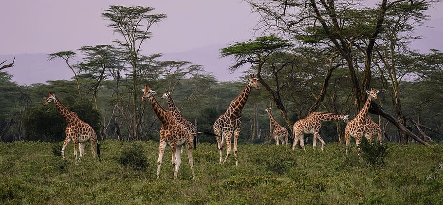 grupo, jirafa, durante el día, jirafas, rebaño, sabana, juntos, comer, amigos, animal salvaje