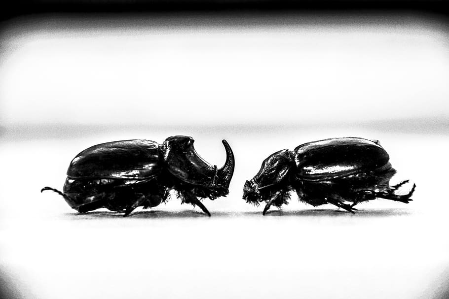 beetle, rhino, insect, nature, macro, unicorn, rhinoceros beetle, horn, black, invertebrate