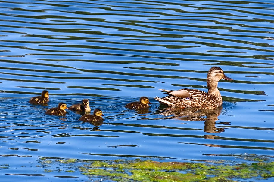 animal world, duck, water bird, nature, mallard, chicks, family, young, seaweed, swim