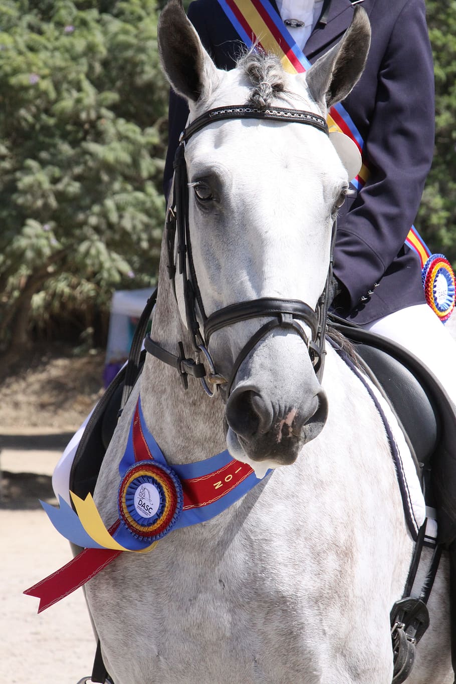 horse show, gray stallion, white horse, champion, ribbon, dressage, domestic animals, domestic, mammal, pets
