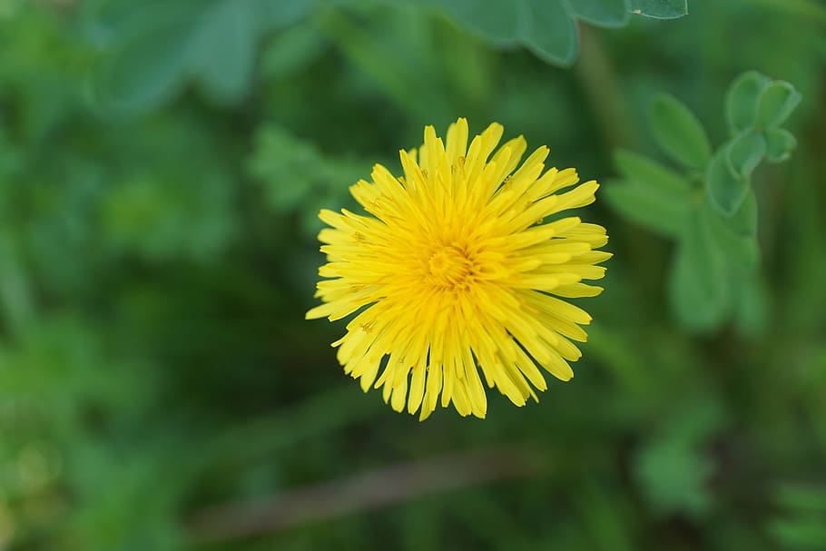 dandelion, flower, yellow, spring, plant, blossom, bloom, party, luck, hobby