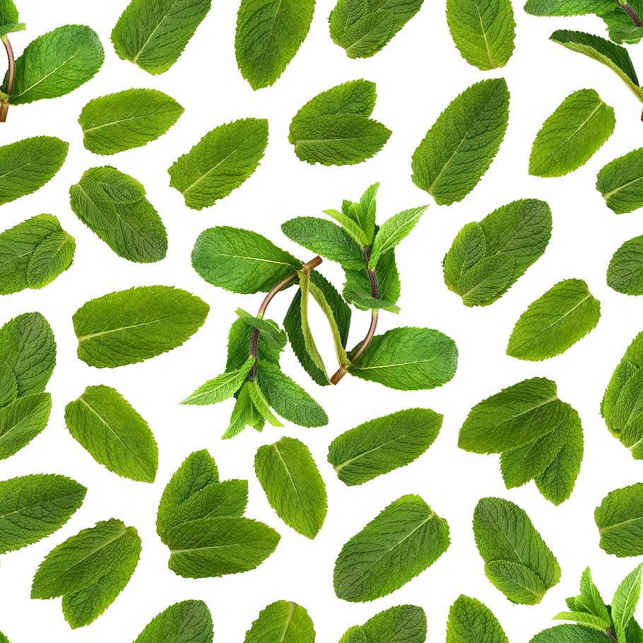 mint, seamless, pattern, leaf, green, fragrant, medicine, pleasant, tasty, beautiful
