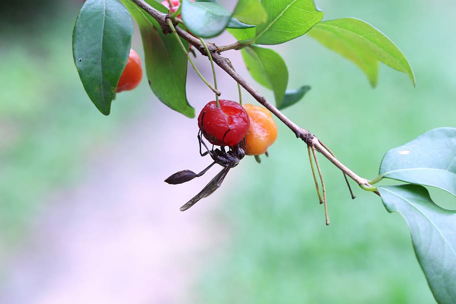 Hornet, Insects, Fruit, insect, leaf, close-up, red, nature, healthy eating, food and drink