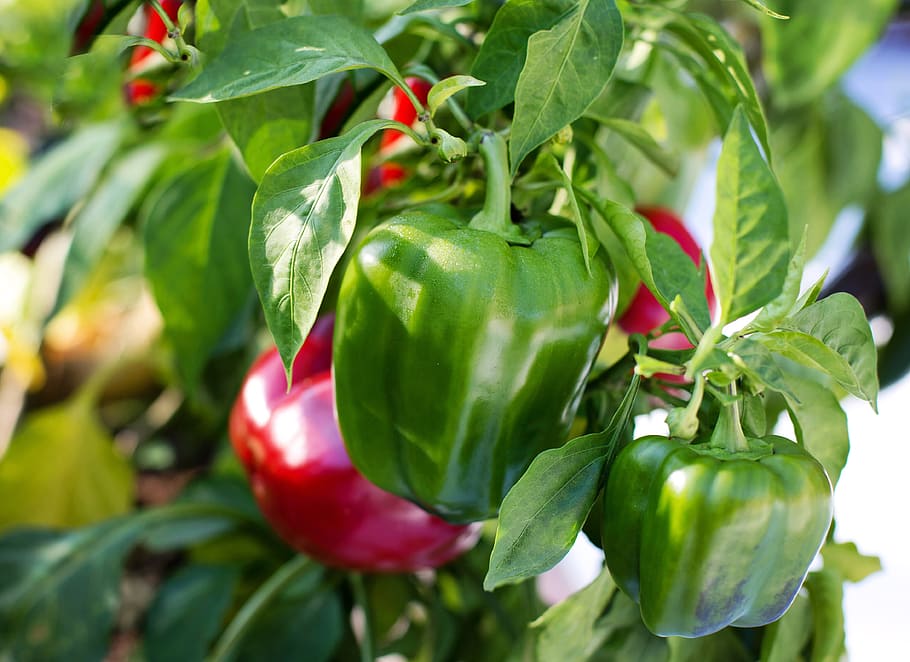green, red, bell pepper, leaves, bell peppers, food, healthy, bell, pepper, fresh