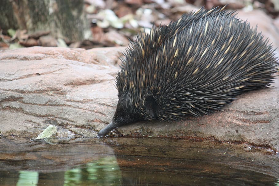 black, hedgehog, brown, rock, echidna, australia, wildlife, spikes, spiny, aussie