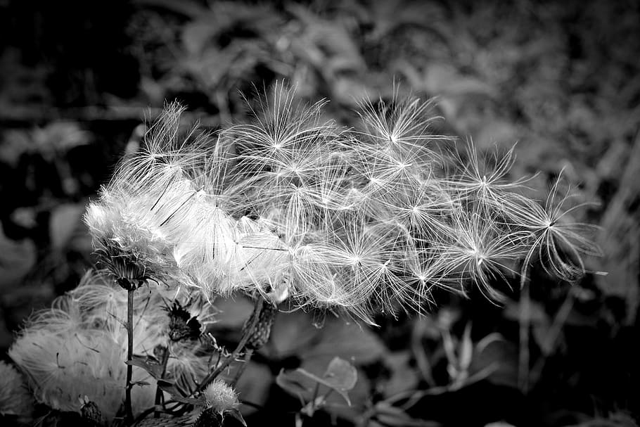 seeds, flying seeds, black white, pointed flower, plant, close, reproduction, wild flower, soft, multiplication