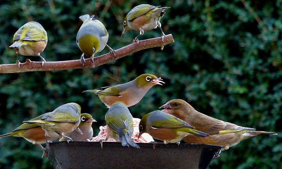 feeder, birds, bowl, tree, branch, animal, animal wildlife, animal themes, group of animals, animals in the wild