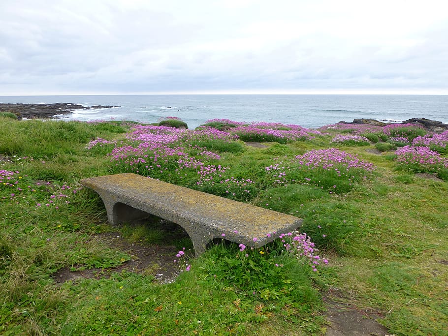 gray, concrete, sleeper bench, pink, petaled flowers, ocean, yachats oregon, pacific coast, beach, bench