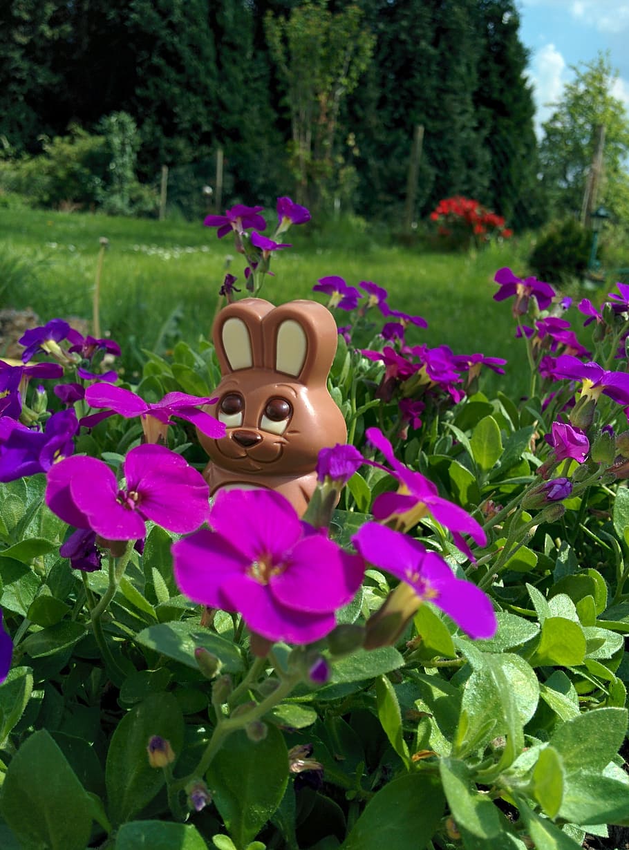 chocolate bunny, easter bunny, easter, hare, chocolate, hide, fun, tracy, plant, flower