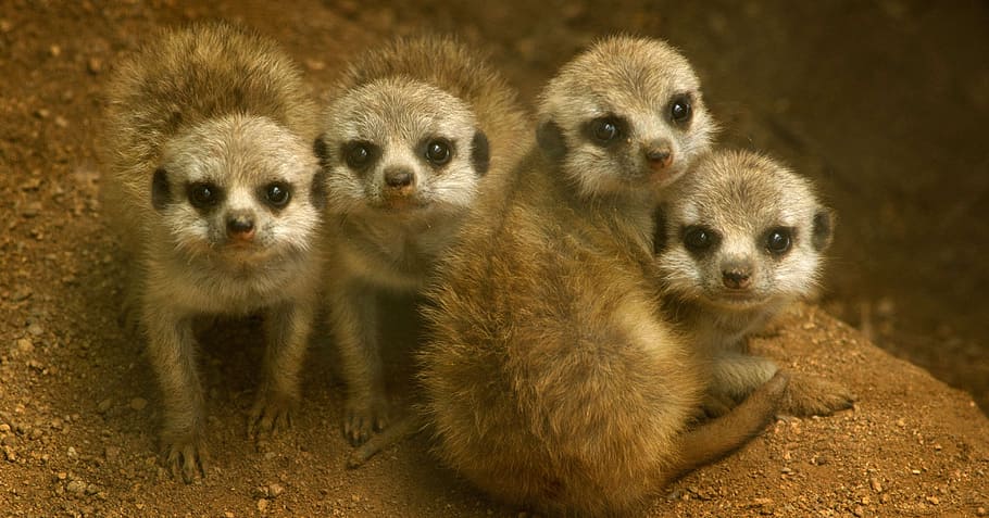 four brown meerkats, meerkats, babies, cute, nature, mammal, small, brown, suricata, animal themes