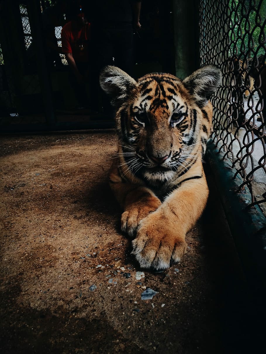 tiger cub, tiger, animal, wildlife, undomesticated Cat, carnivore, mammal, danger, feline, nature