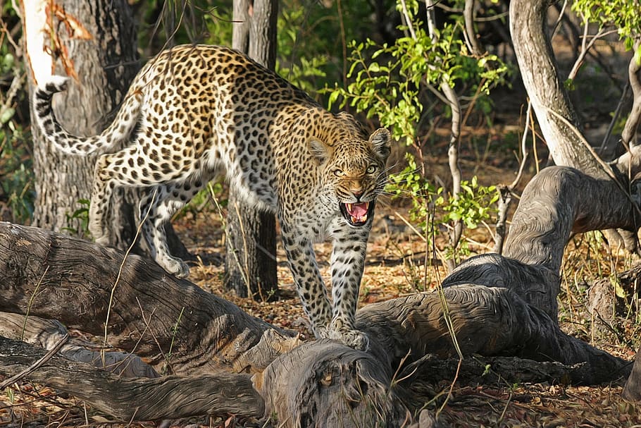 cheetah, tree log, plants, leopard, wildcat, big cat, botswana, africa, safari, okavango delta
