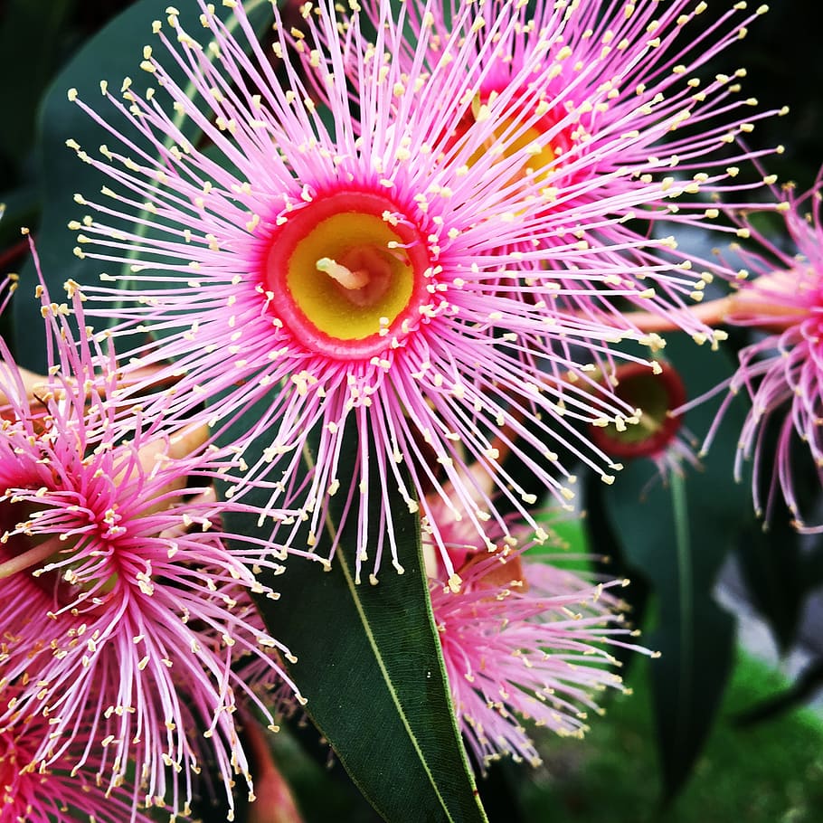 emergency, hairy, flower, gum, australia, pink, nature, plant, flowering plant, freshness