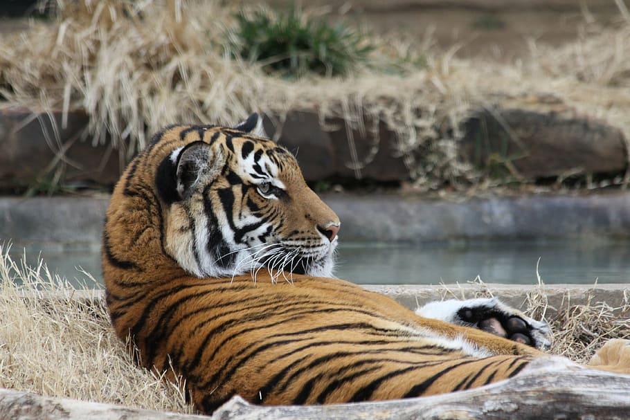 tiger, zoo, laying down, spring, tulsa, animal, wild, bengal, carnivore, feline