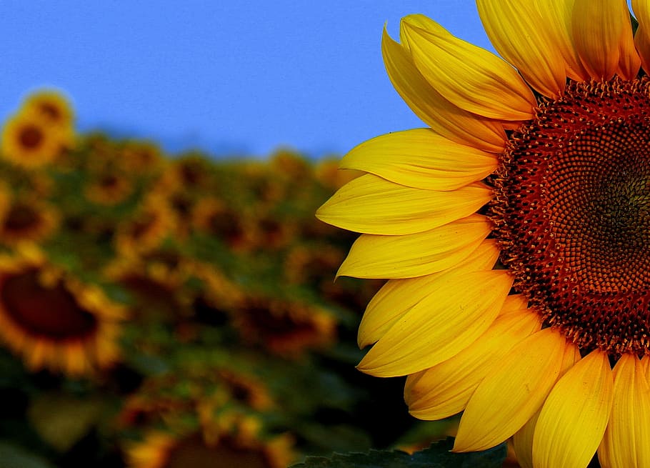 sunflower, sun, sunset, flower, canon, ventures, flowering plant, yellow, plant, fragility