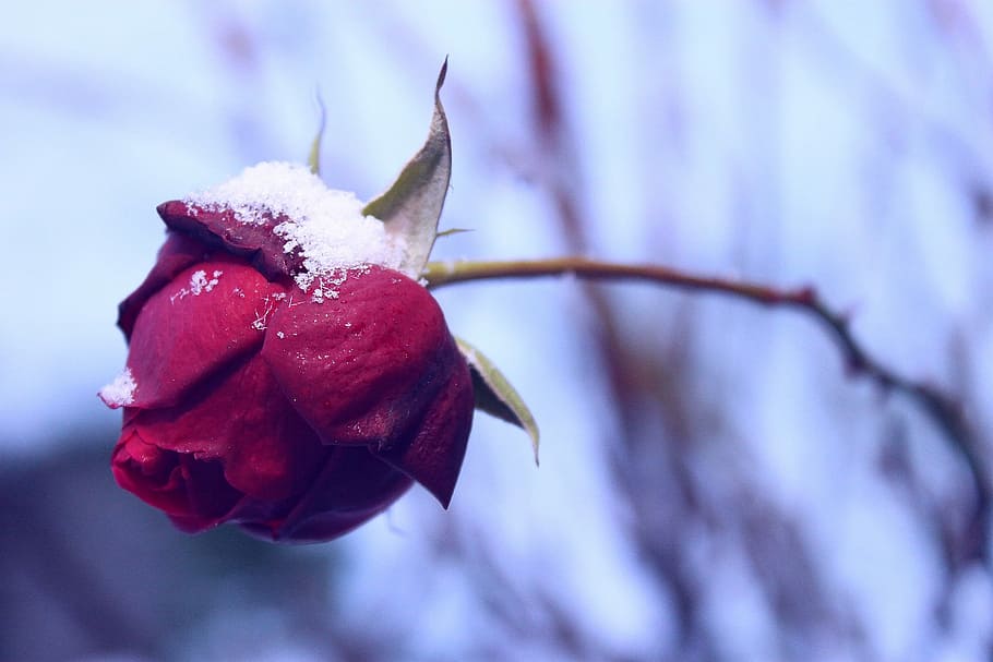 red, rose, snow particles, bloom, daytime, red rose, snow, particles, in bloom, winter