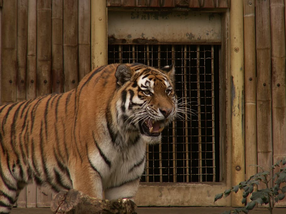 tiger, roaring, standing, bear, bamboo cage, wild, safari, predator, white tiger, zoo