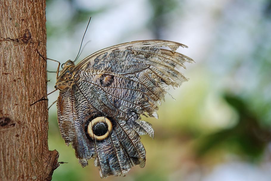 mariposa búho, selectivo, fotografía de enfoque, mariposa, caligo, nymphalidae, insecto, caligo eurilochus, fondo, parte inferior de las alas