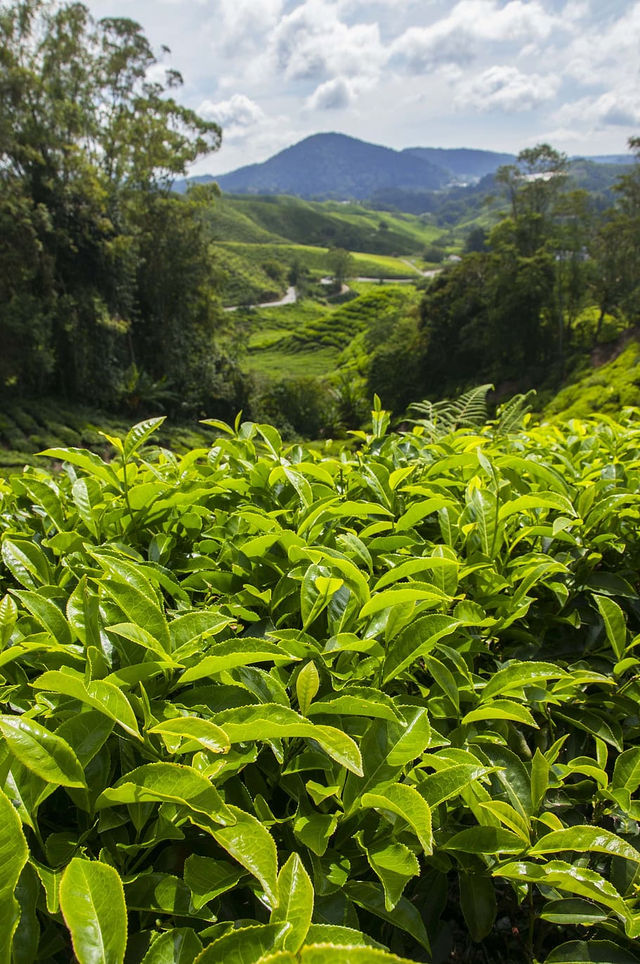 tea plantation, cameron highlands, malaysia, asia, cameron, leaf, plantation, tea, agriculture, farm