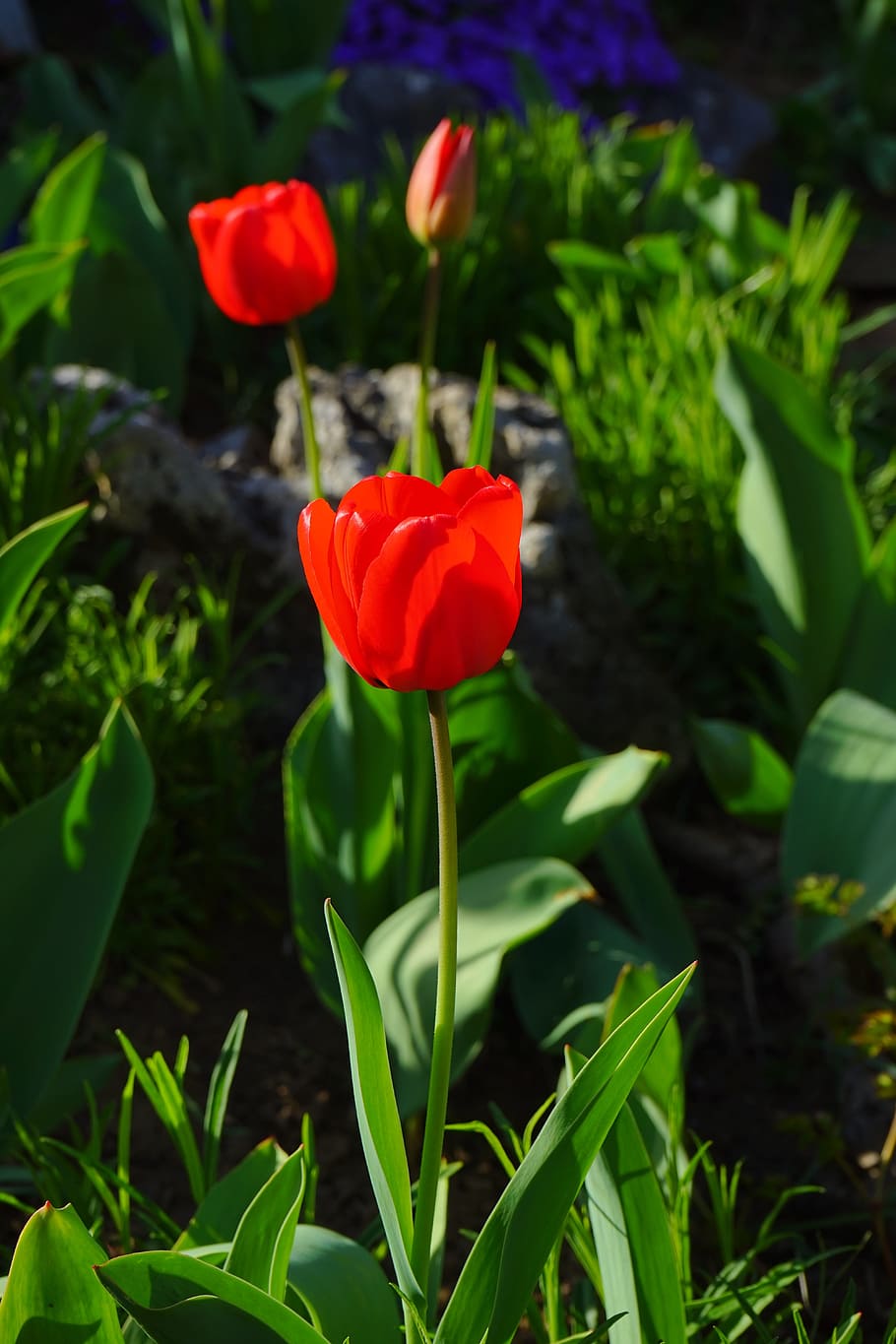 tulip, red, flower, blossom, bloom, ornamental flower, flowering plant, plant, fragility, petal
