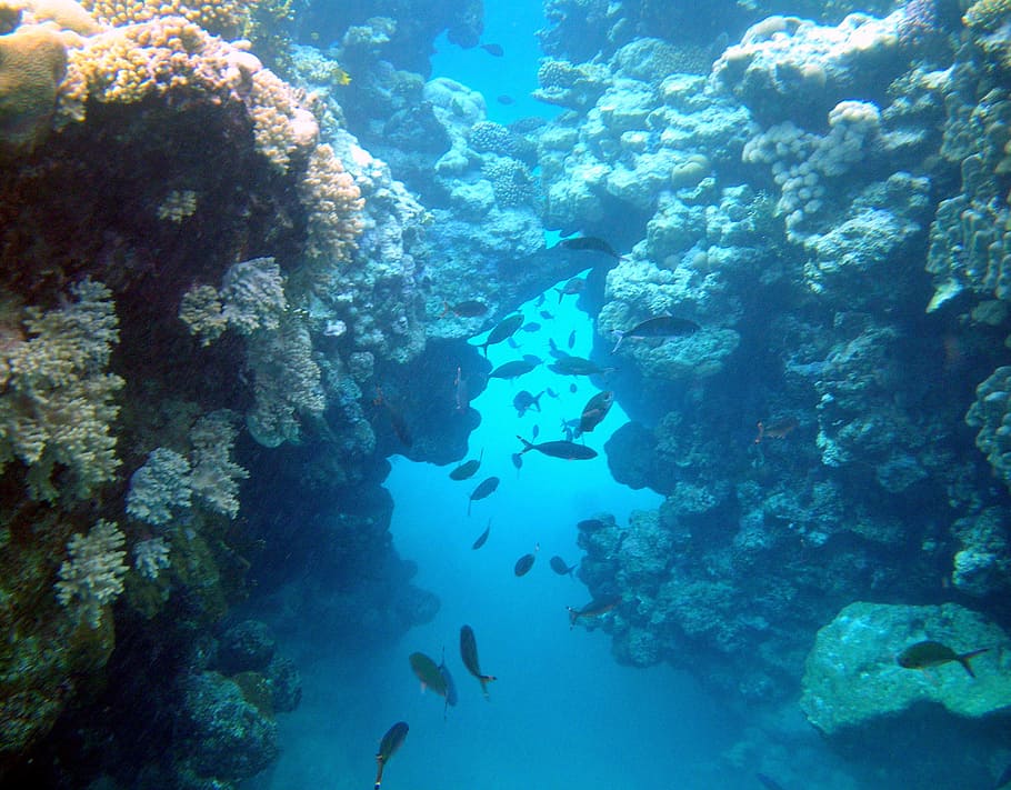 Mesir, Merah, Laut, bawah air, bawah laut, sekelompok besar hewan, ikan, karang, kehidupan laut, berenang
