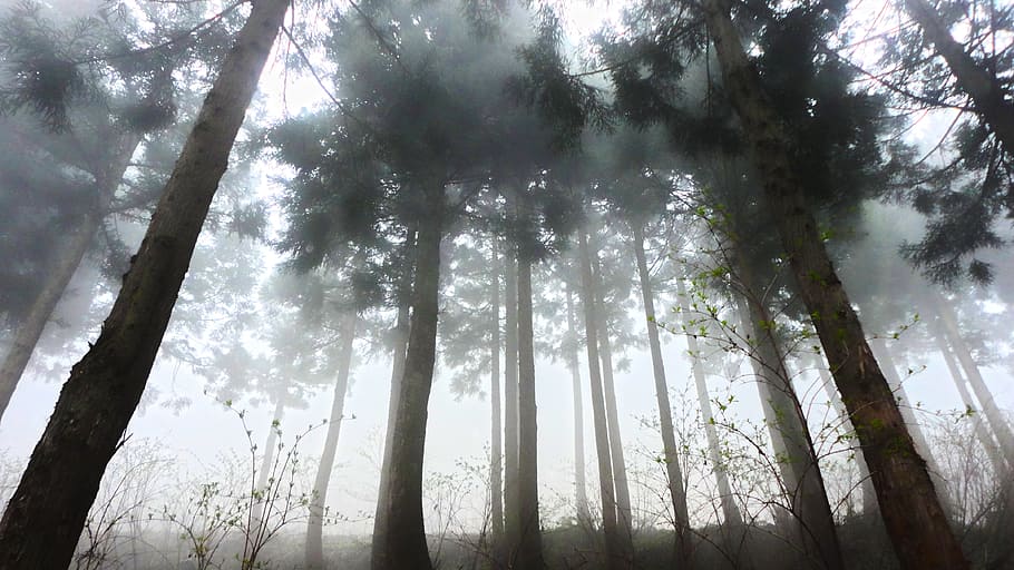 cedar, forest, fog, morning, haze, contrast, tree, plant, land, woodland