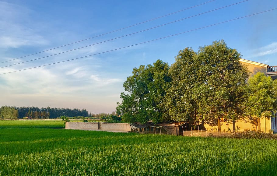 home, ye tian, in rice field, plant, tree, sky, field, landscape, grass, rural scene