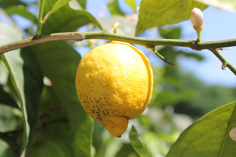 lemon, lemon tree, tree, yellow, sour, fruit, citrus, mediterranean, ripe, harvest