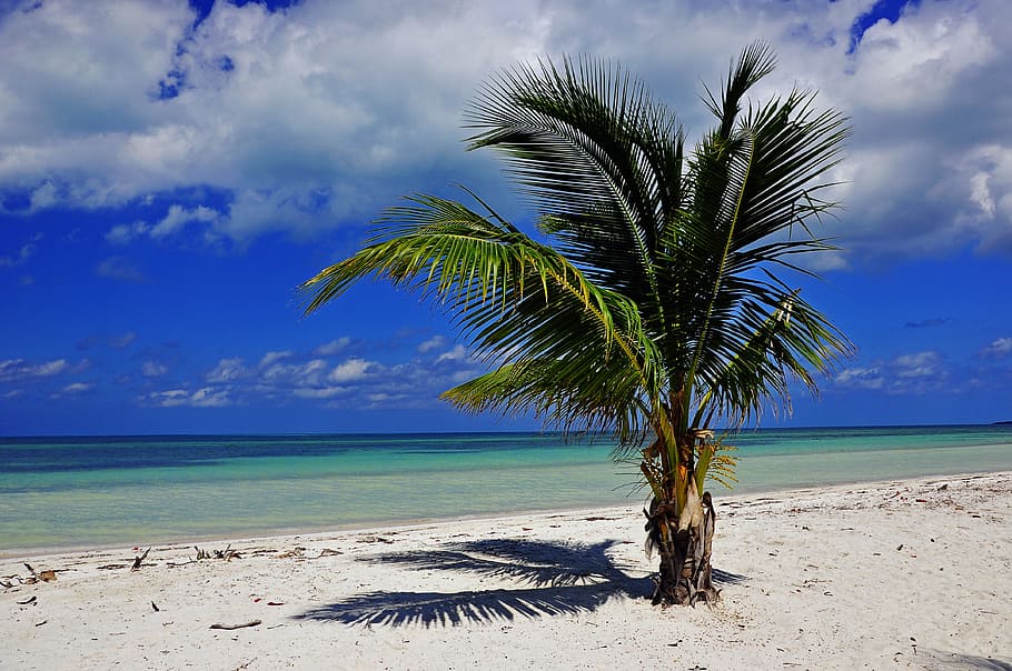 brown coconut tree, cuba, palm, beach, sea, island, sky, sand, nature, tropical Climate