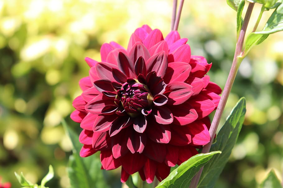 Free download | dahlias, blood red color, flowers, plants, nature ...