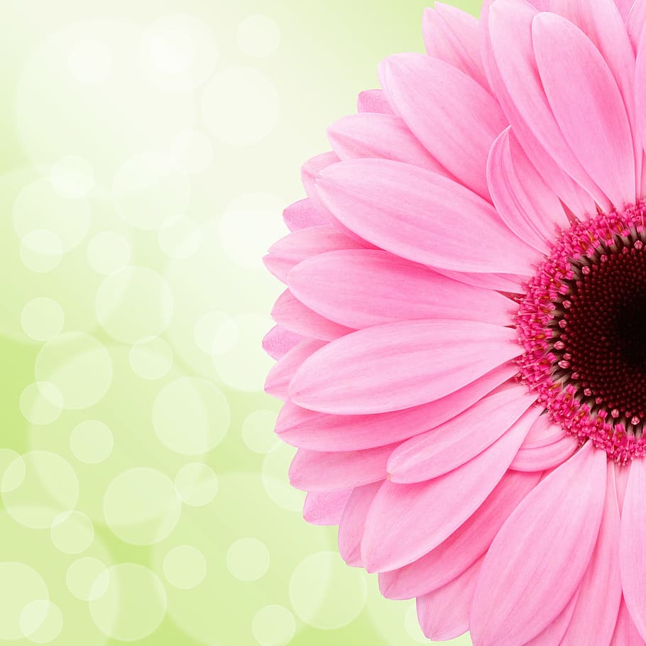 merah muda, gerbera daisy, mekar, siang hari, gerbera, bunga, kesehatan, desain, tanaman berbunga, tanaman