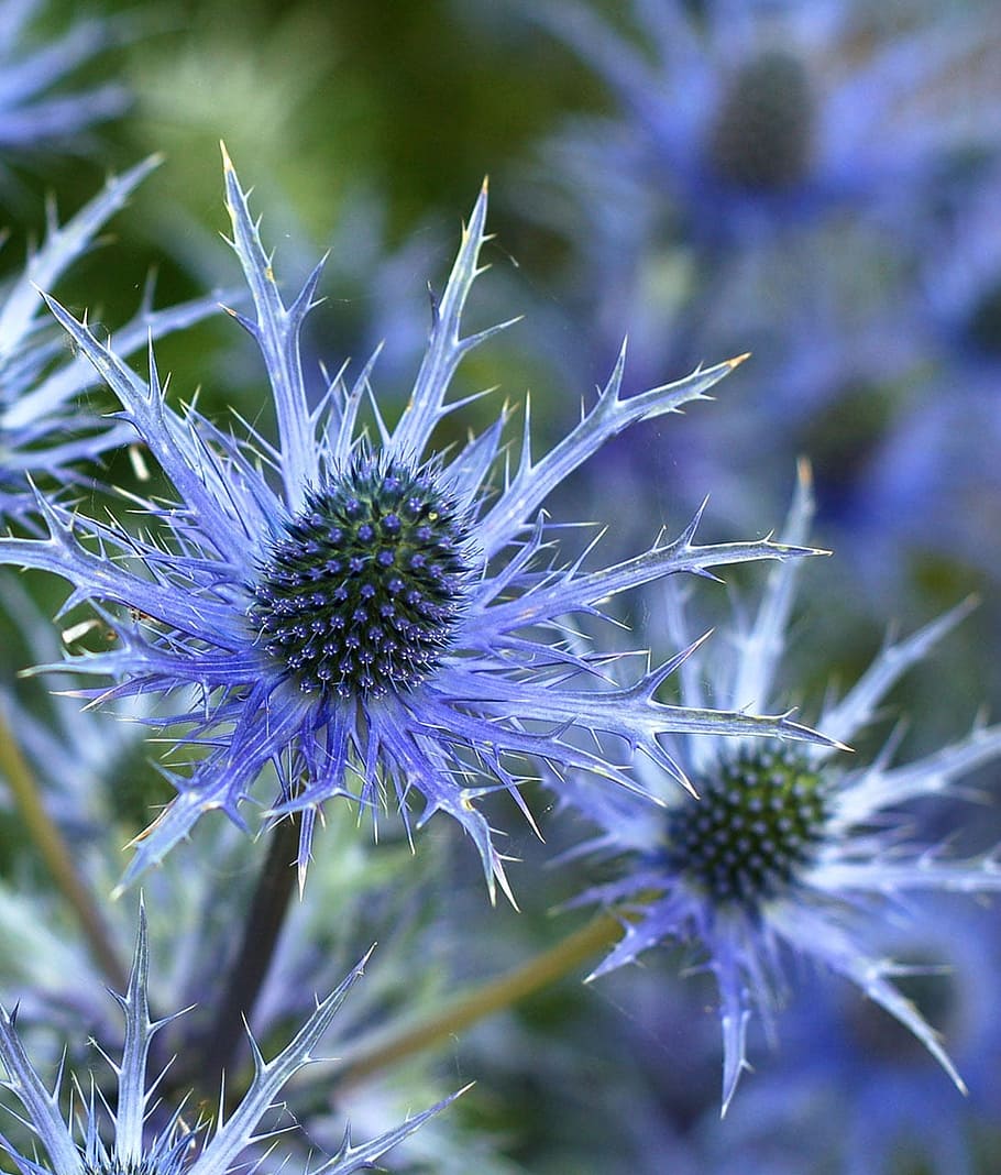 close-up photography, blue, thistle flower, sea holly flower, eryngium, plant, flower, spiky, garden, strange