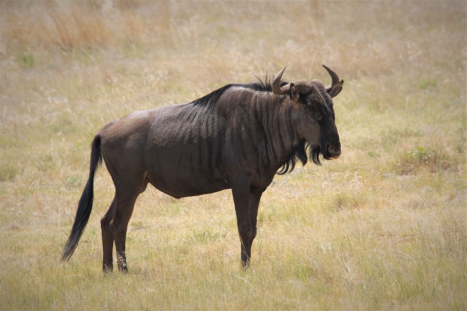 black, wildebeest, wild, horns, grumpy, old, man, game, drive, pilanesberg