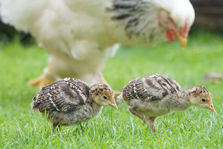 two, brown, chicks, green, grass field, wild turkey, nurse, chicken, poultry, range