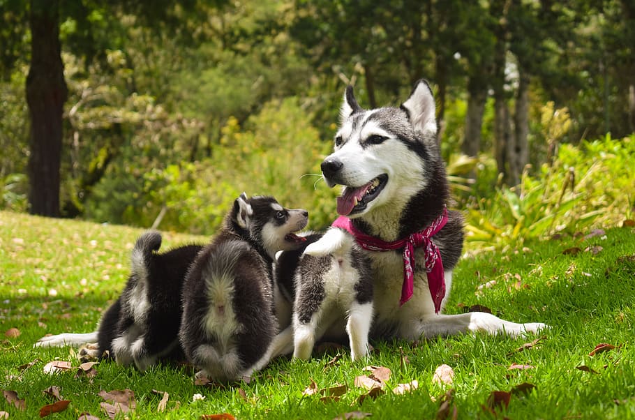 adult, black, white, siberian, husky, puppies, grass field, Pets, Dogs, Family