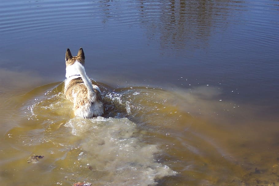 anjing, akita, shepard, air, dingin, kolam, berenang, rawa, satu hewan, hewan