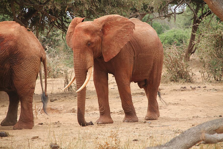 elephant, africa, wildlife, animal, mammal, trunk, zoo, big, environment, large