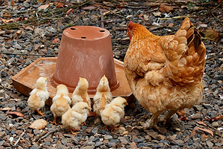 brown, black, hen, chick, mother hen, mom, chicken, young, family, poultry
