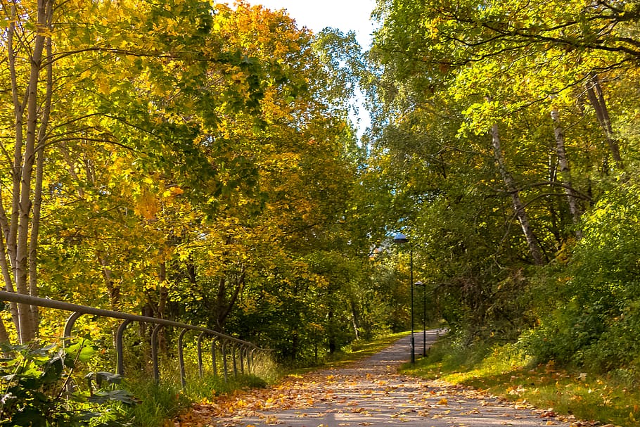 Estocolmo, árvore, planta, outono, o caminho a seguir, direção, mudança, crescimento, beleza da natureza, natureza