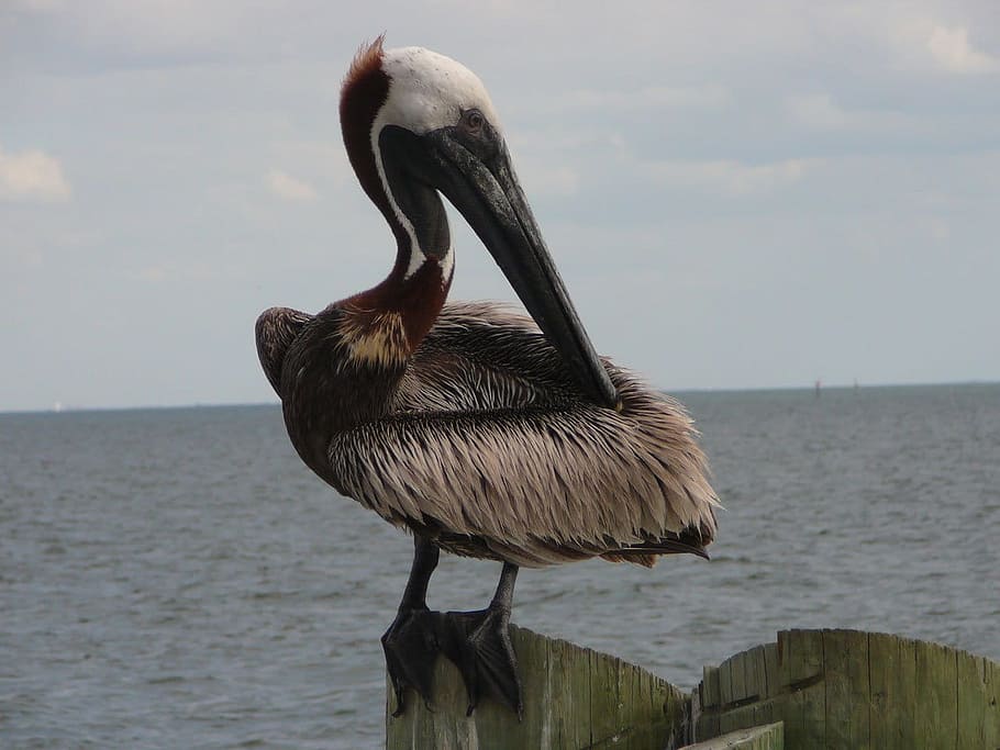 Pelican, Birds, Wildlife, Still Life, grooming, feathers, water, sea, ocean, long