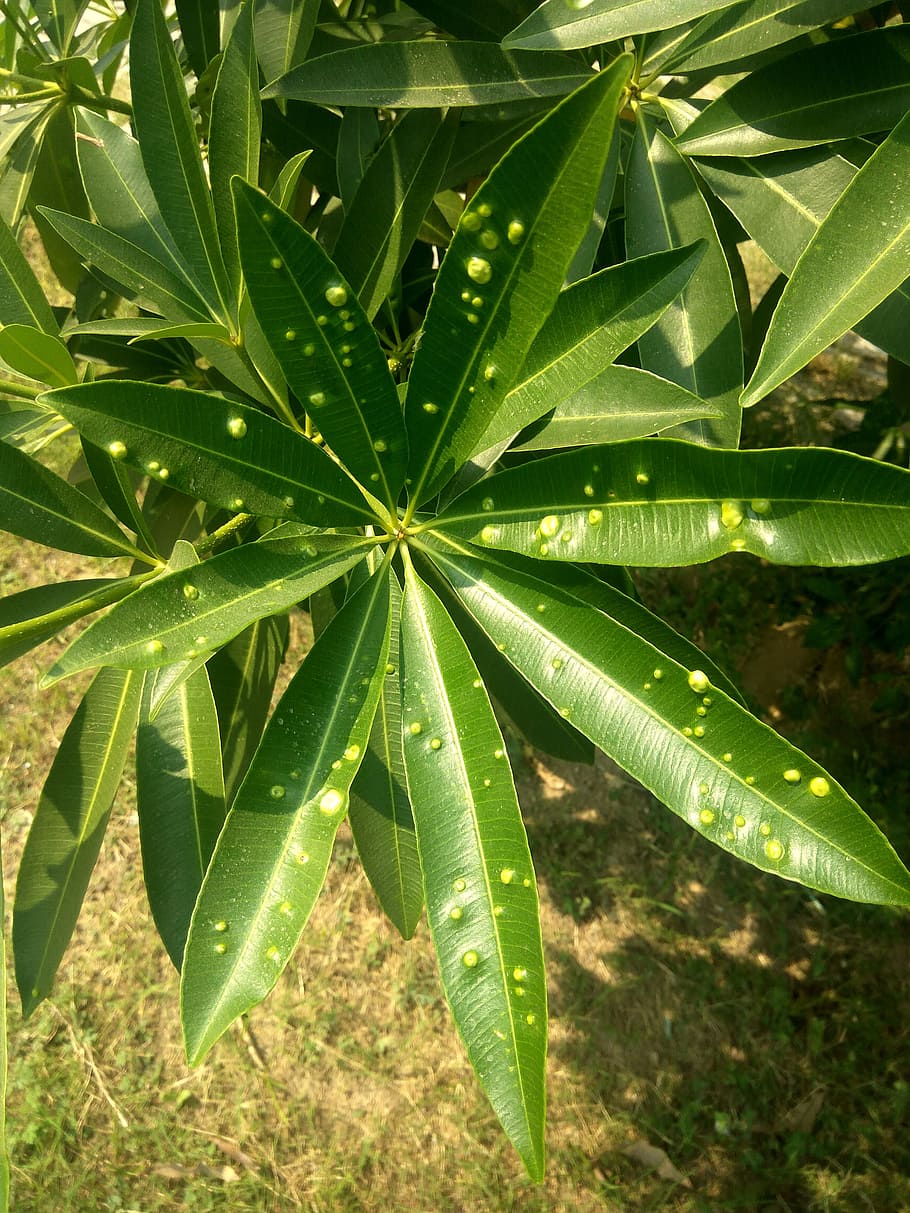 plant, leaves, green, infected, plant part, leaf, growth, green color, nature, beauty in nature