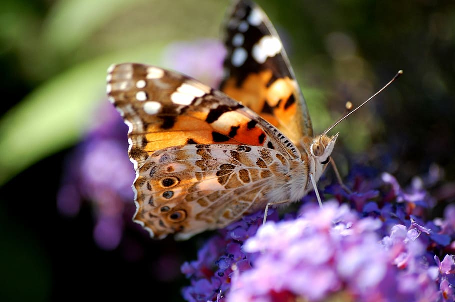 macro photography, painted, lady butterfly, flower, butterfly, insects, organ, purple, wild lilac, plant